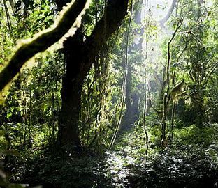 Bwindi Impenetrable Forest