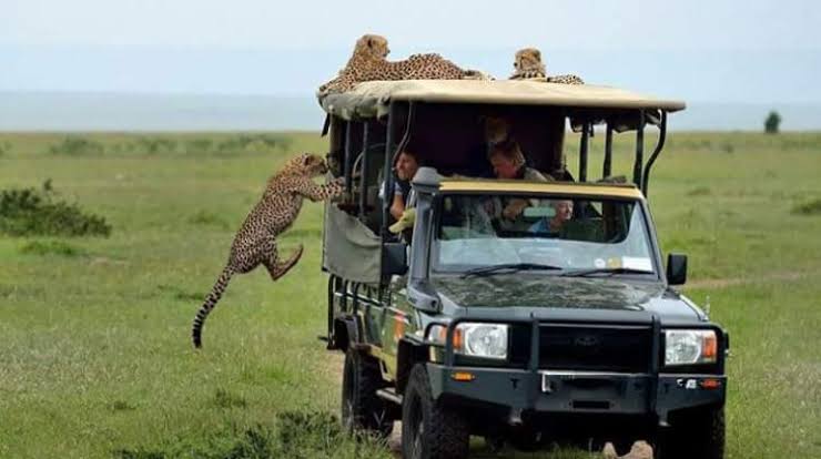 Game-Drives-in-Masai-Mara-National-Reserve