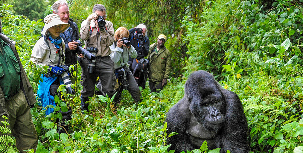 Gorilla trekking Game Drive in Rwanda at Volcanoes National Park