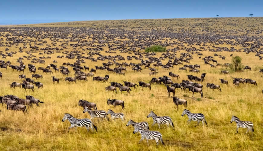 Great Wildebeest migration in Serengeti and Masaai Mara