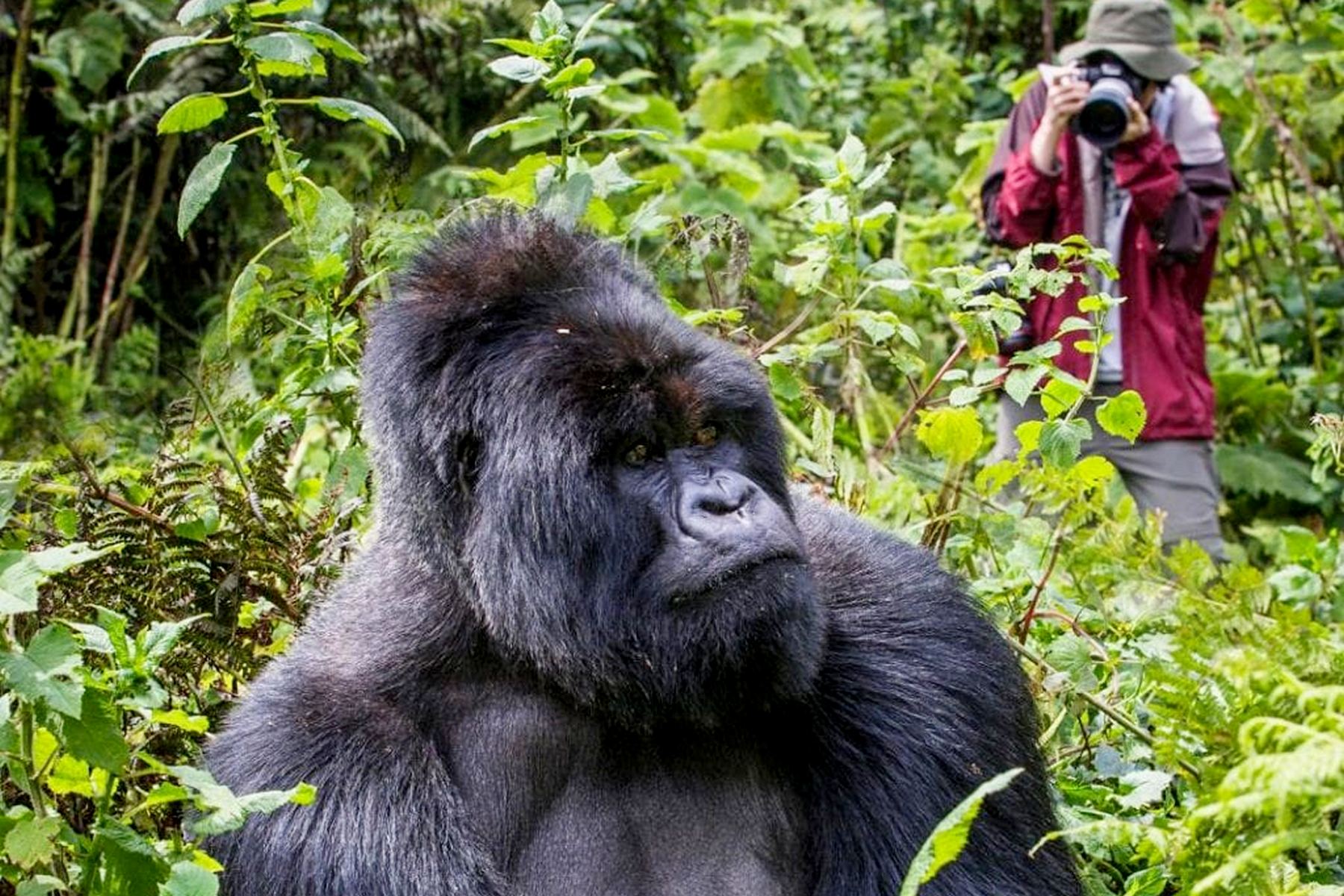 Uganda gorilla trekking at Bwindi Impenetrable Park