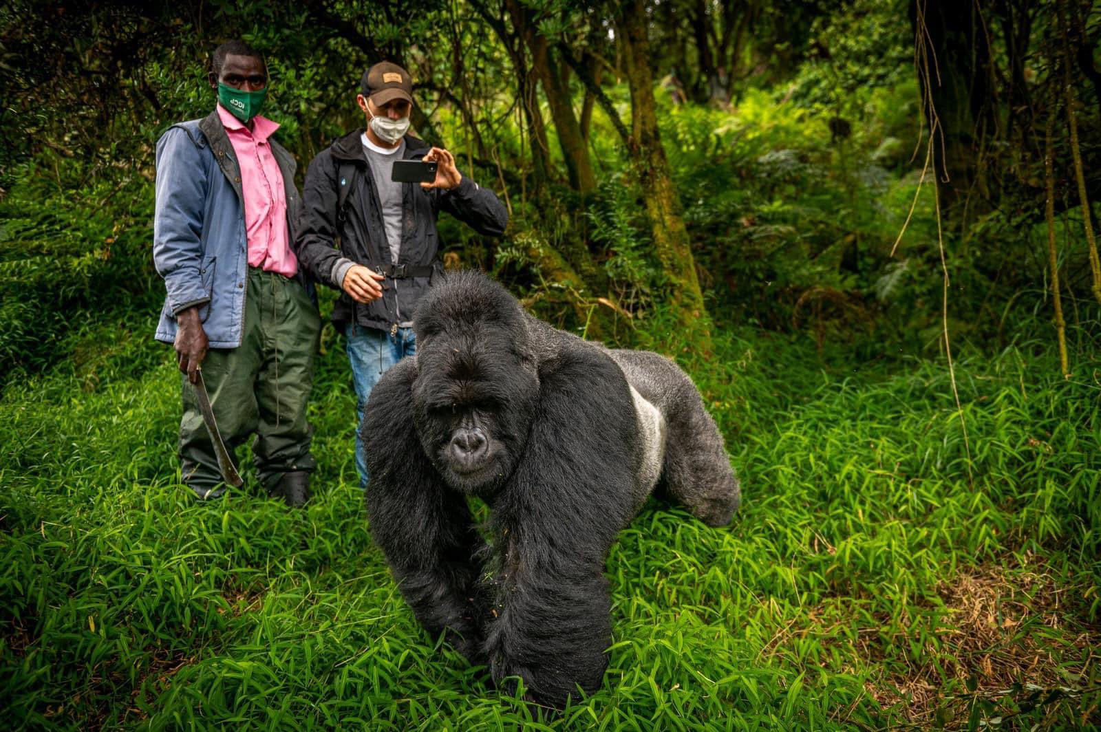 Gorilla-trekking-in-Bwindi-impenetrable-national-park-self-drive