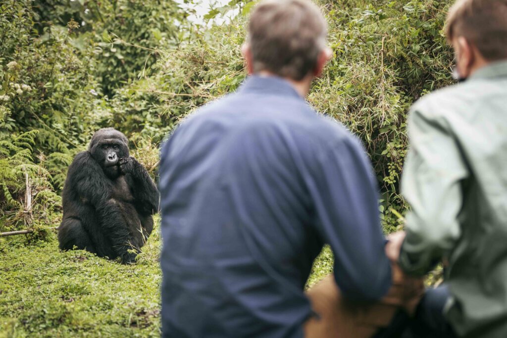 Gorilla trekking safari at Bwindi-self drive-Uganda group tour