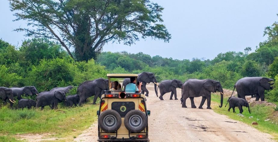 Queen Elizabeth National Park safaris Uganda