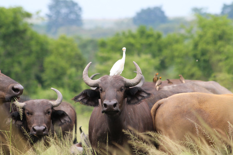 Queen Elizabeth National Park wildlife safari Uganda