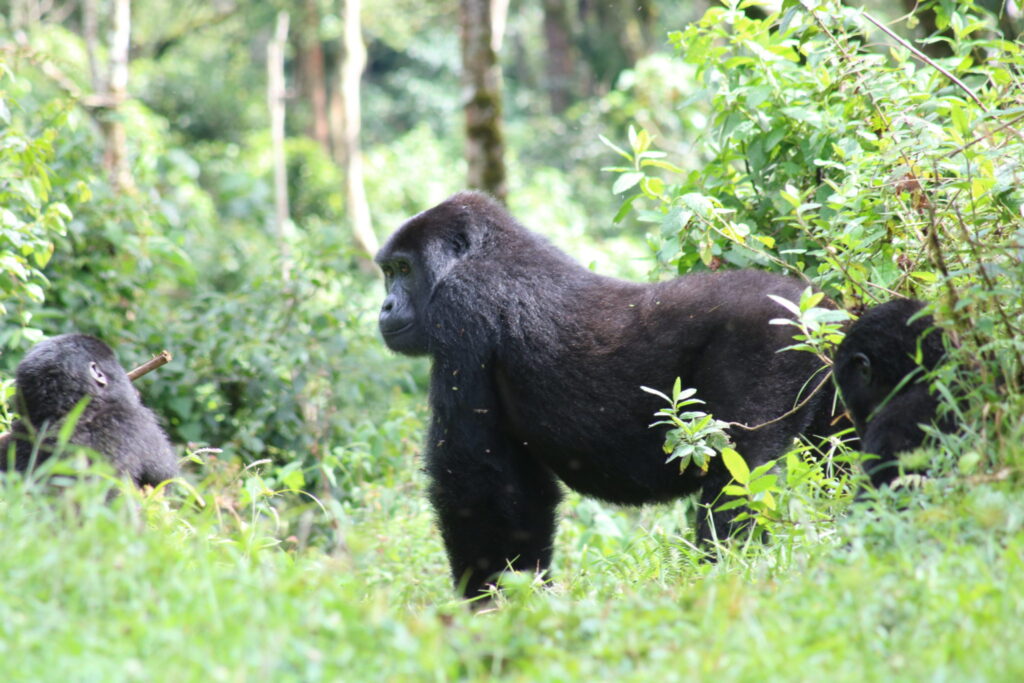 Uganda gorilla trekking safari-4x4 self drive to Bwindi