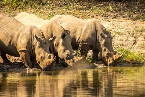 Ziwa Rhino Sanctuary