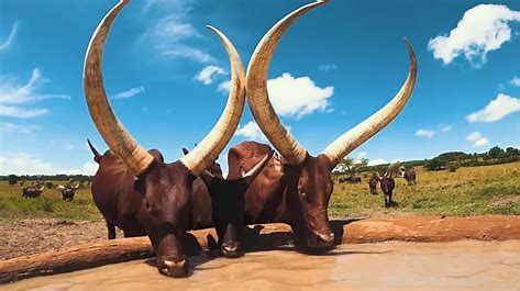 Ankole Cattle Ranches in Mbarara