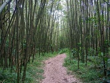 Echuya Forest Reserve-Kisoro District