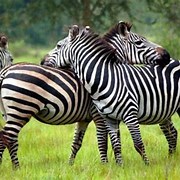 Lake Mburo Zebra herd