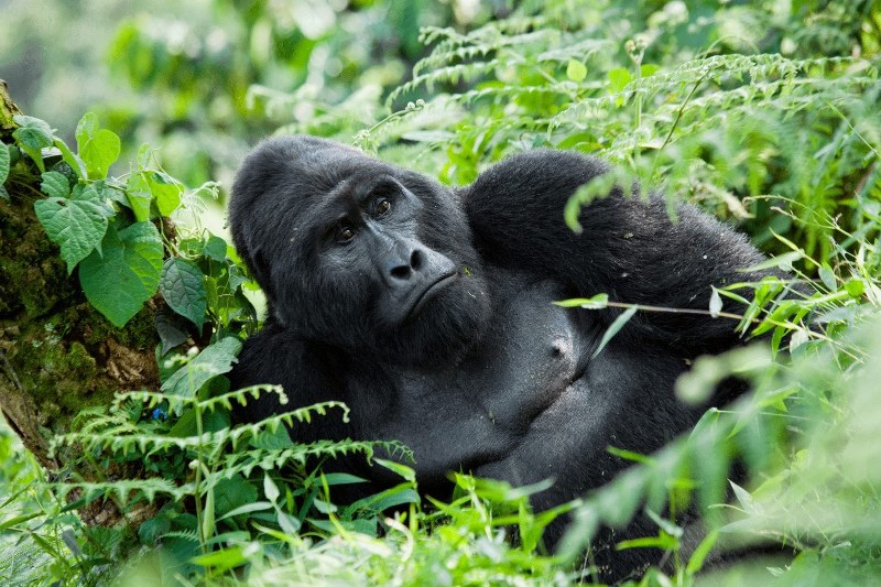 Mgahinga-Gorilla-National-Park-Uganda